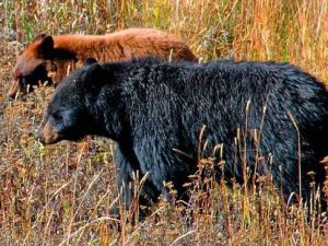 camp-out-colorado-black-bears