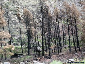 camp-out-colorado-camping-poudre-forest-fire