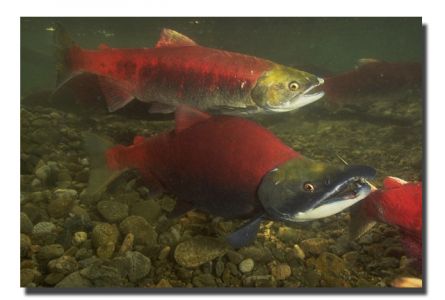 Camp-out-colorado-kokanee