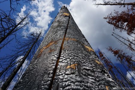 Campoutcolorado-burned-trunk