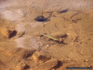 fingerling