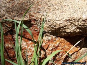 lican-on-rock