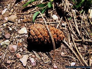 pinecone