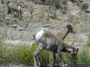 rams