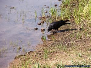 raven-by-lake