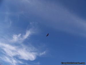 soaring-eagle