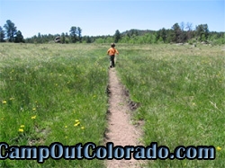 walk-in-meadow