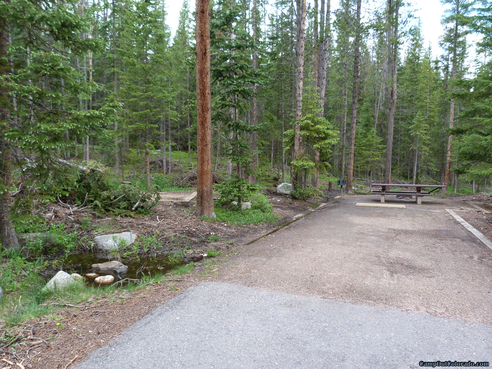camp-out-colorado-chambers-lake-campground-dense-trees