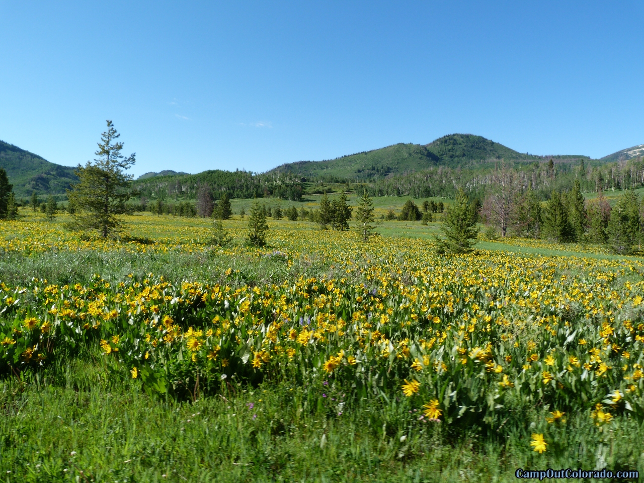 camp-out-colorado-steamboat-lake-flowering-meadow