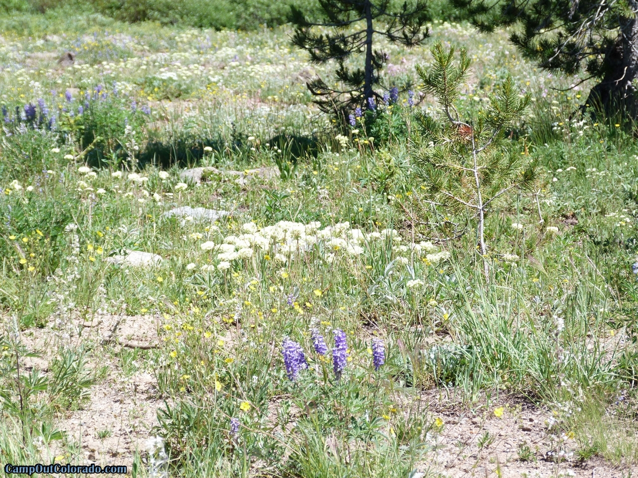 campoutcolorado-meadows-campground-rabbit-ears-flowers
