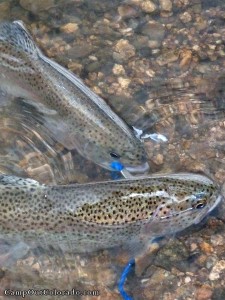 Colorado Fish Stocking Report 2019