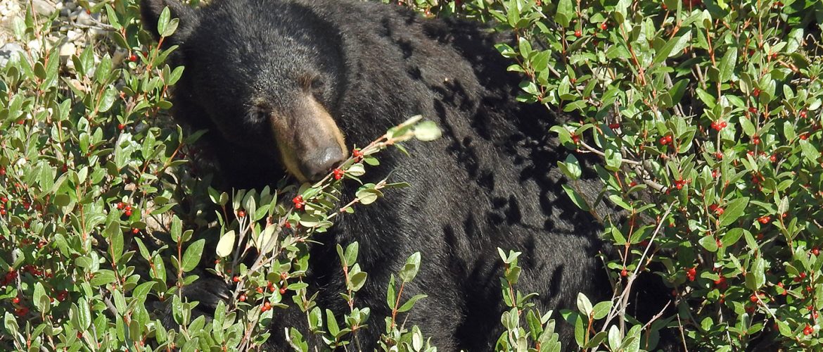 black-bear-eating-berries
