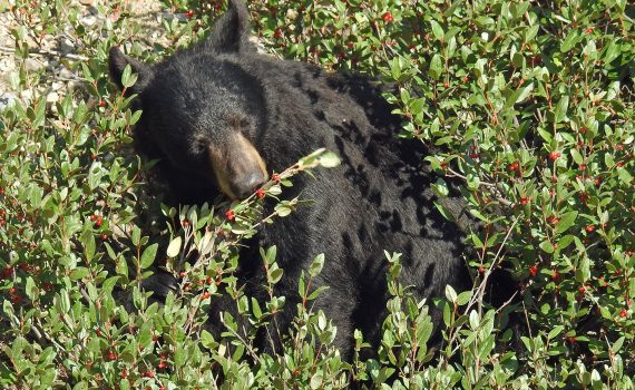 black-bear-eating-berries