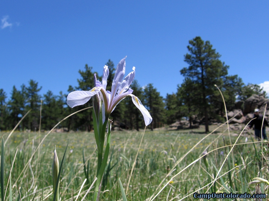 Camping Wild Flower